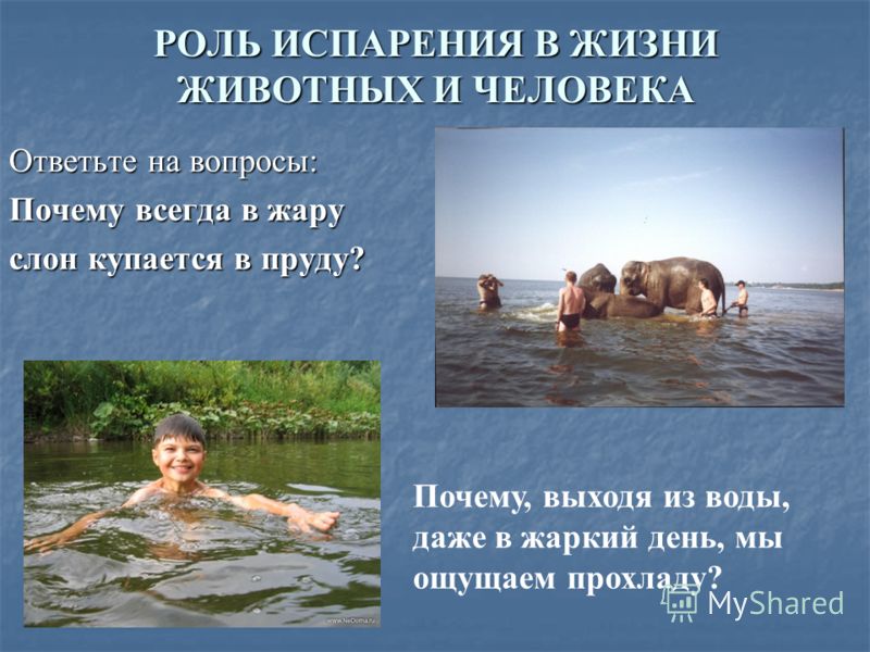 РОЛЬ ИСПАРЕНИЯ В ЖИЗНИ ЖИВОТНЫХ И ЧЕЛОВЕКА Ответьте на вопросы: Почему всегда в жару слон купается в пруду? Почему, выходя из воды, даже в жаркий день, мы ощущаем прохладу?