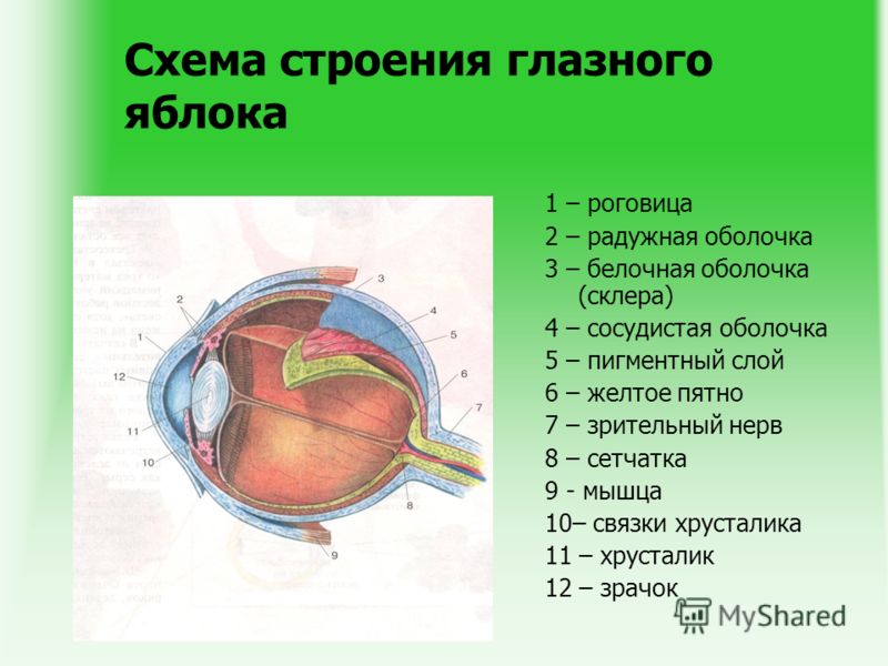 Строение Глаза Человека Схема Фото