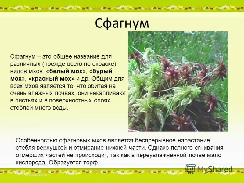 Почему сфагновый мох называют то болотным то торфяным Почему сфагновый мох называют то болотным то торфяным