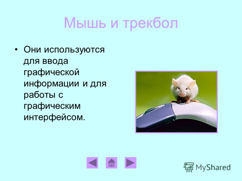 Мышь и трекбол Они используются для ввода графической информации и для работы с графическим интерфейсом.