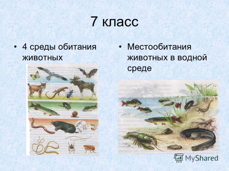 Кружок По Экологии 5 9 Кл