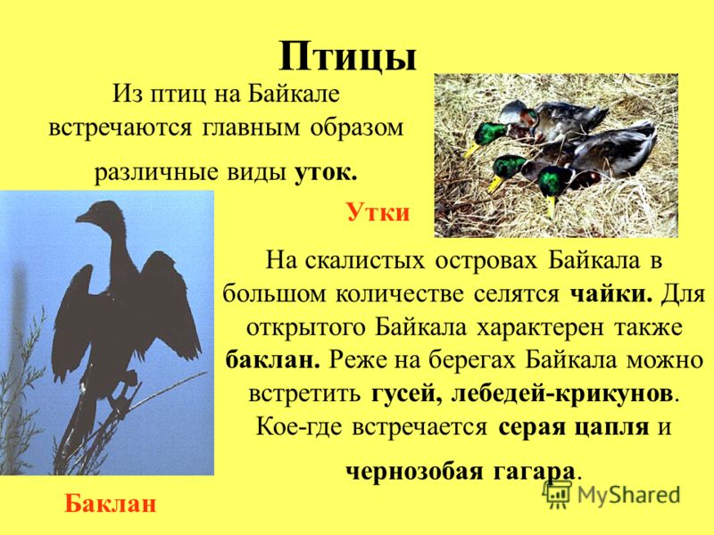 В Байкале водится 2630 видов и разновидностей растений и животных, 2/3 которых обитают только в этом водоёме. Наиболее интересна в Байкале живородящая рыба голомянка, тело которой содержит до 30% жира. Из рыб в Байкале водятся омуль, хариус, сиг, осё