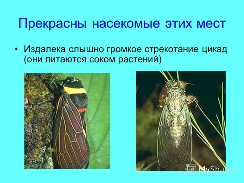 Прекрасны насекомые этих мест Издалека слышно громкое стрекотание цикад (они питаются соком растений)