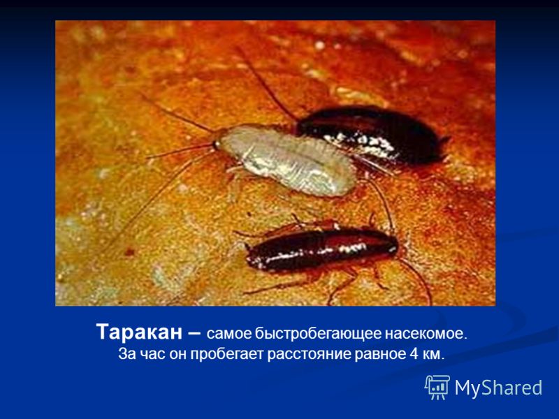 Таракан – самое быстробегающее насекомое. За час он пробегает расстояние равное 4 км.