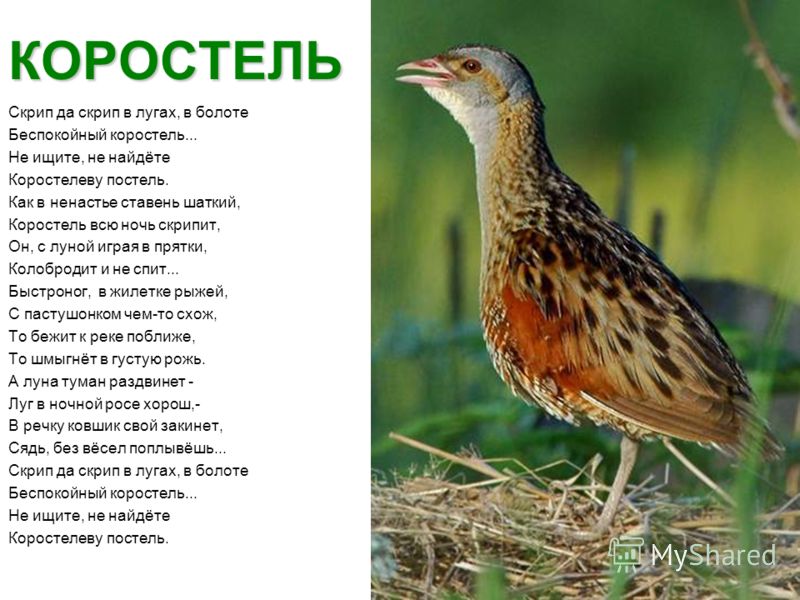 Стих скрип да скрип Стих скрип да скрип