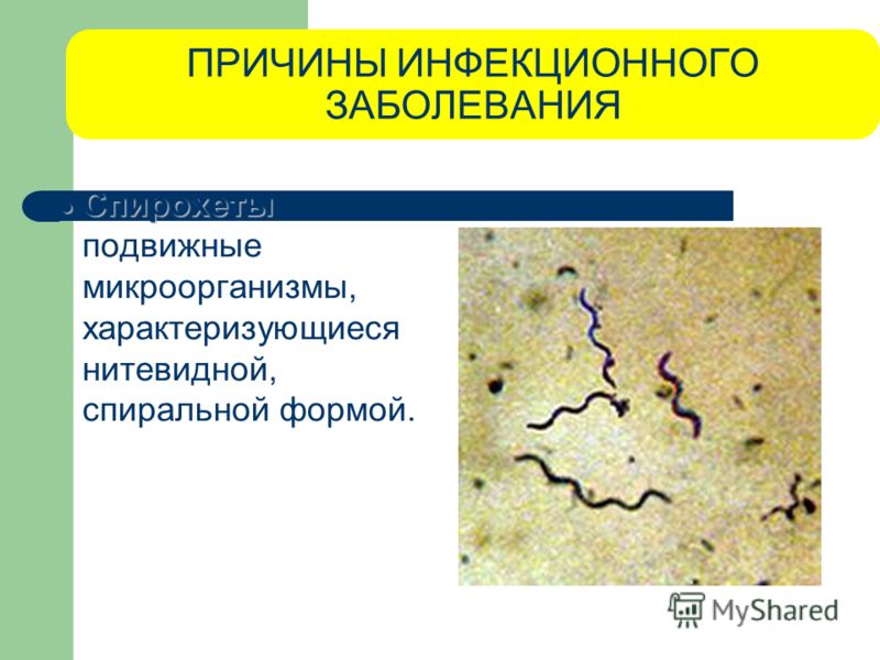 ПРИЧИНЫ ИНФЕКЦИОННОГО ЗАБОЛЕВАНИЯ Спирохеты Спирохеты - подвижные микроорганизмы, характеризующиеся нитевидной, спиральной формой.