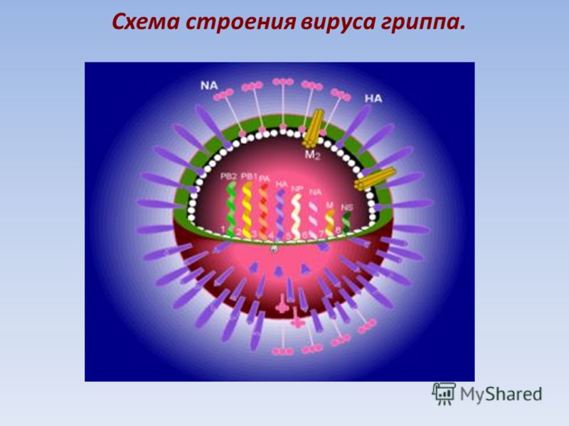 Схема строения вируса гриппа.