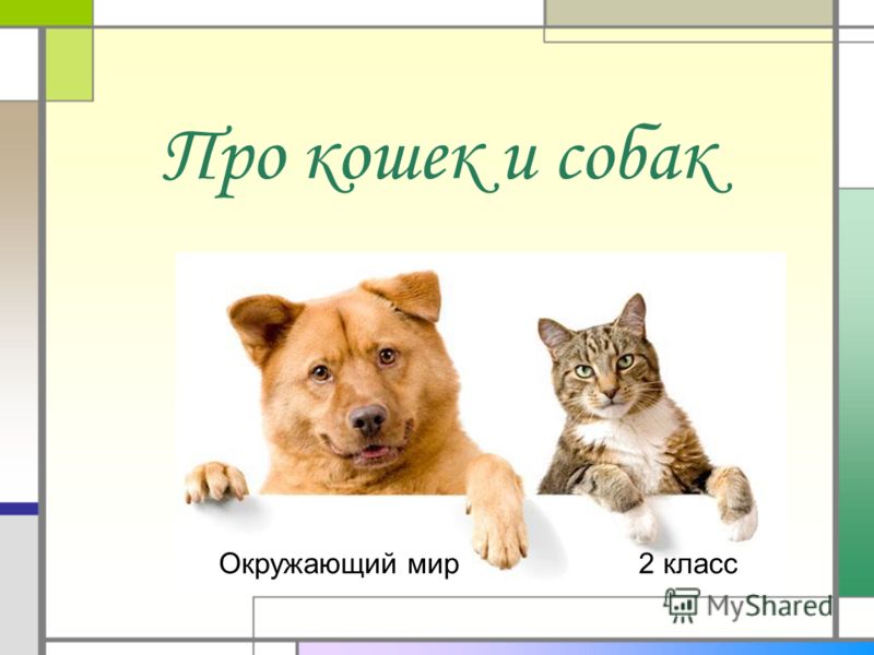 Реферат по теме Чем кошка отличается от собаки? Реферат по теме Чем кошка отличается от собаки?