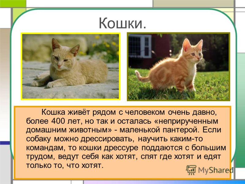 Реферат по теме Чем кошка отличается от собаки? Реферат по теме Чем кошка отличается от собаки?