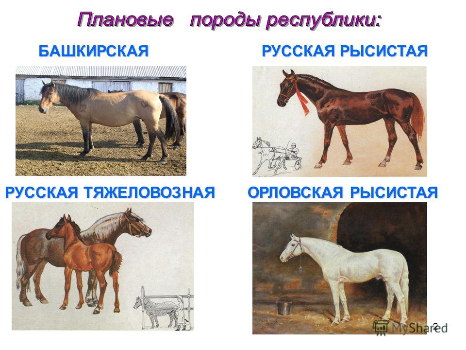порода лошадей башкирская фото онлайн