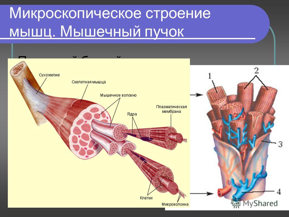 Презентация работа мышц 8 класс скачать бесплатно