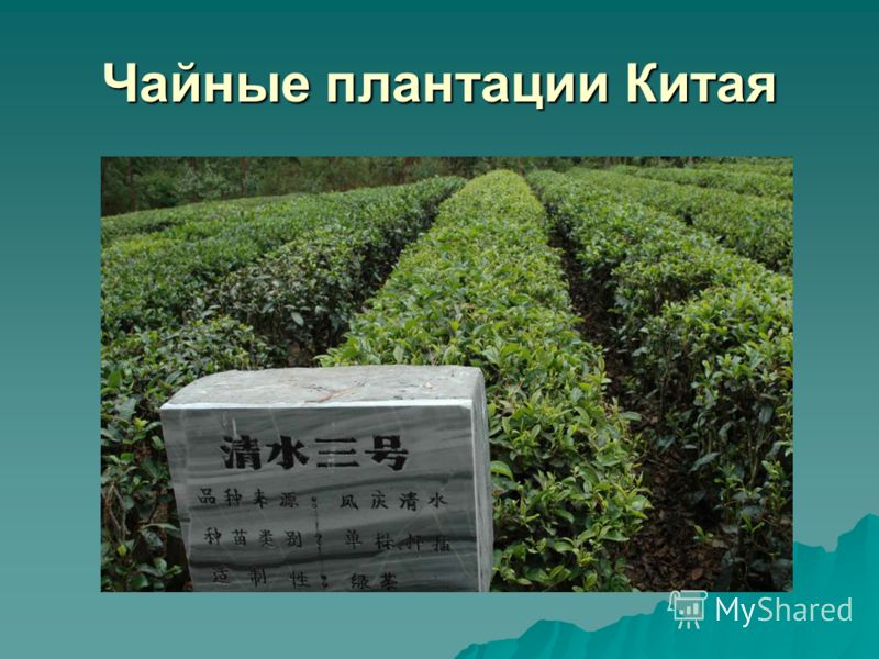 Чайные плантации Китая