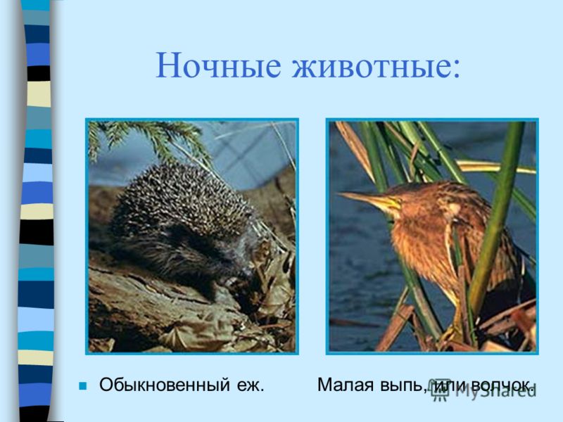 http://images.myshared.ru/4/87080/slide_5.jpg