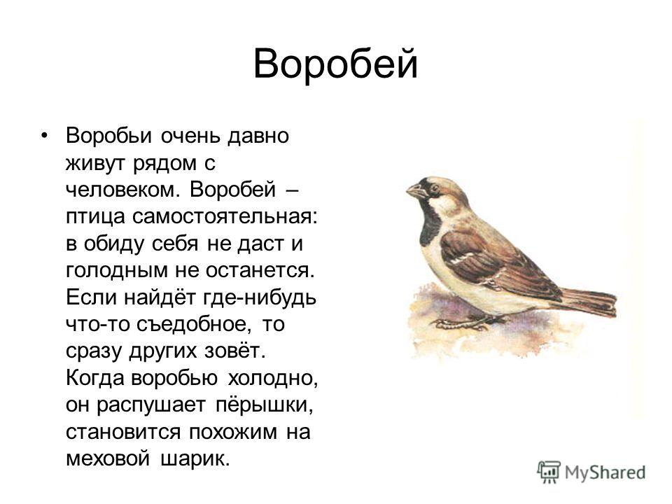 Почему воробей называется воробей Почему воробей называется воробей