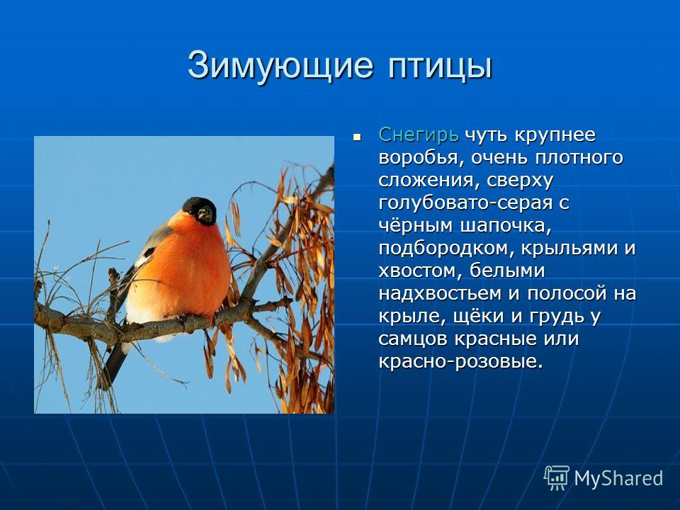 Доклад о птицах зимующих 5274
