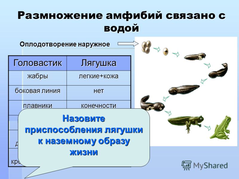 Шейный отдел позв 377