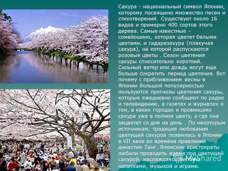 Сакура - национальный символ Японии, которому посвящено множество песен и стихотворений. Существует около 16 видов и примерно 400 сортов этого дерева. Самые известные - сомейошино, которая цветет белыми цветами, и сидарезакура (плакучая сакура), на к
