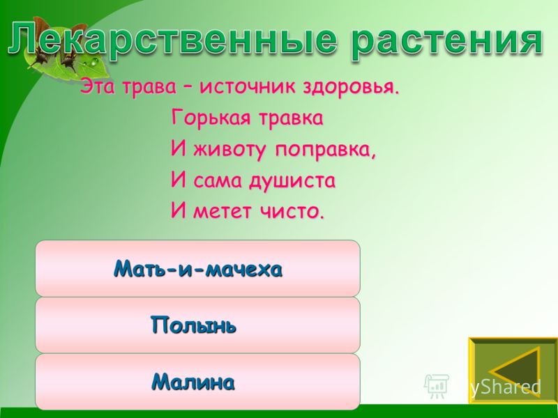 Полынь это цветок или трава Полынь это цветок или трава