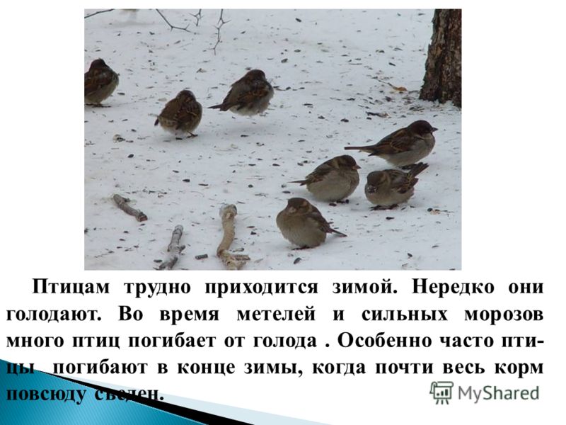 Птицам трудно приходится зимой. Нередко они голодают. Во время метелей и сильных морозов много птиц погибает от голода. Особенно часто пти- цы погибают в конце зимы, когда почти весь корм повсюду съеден.