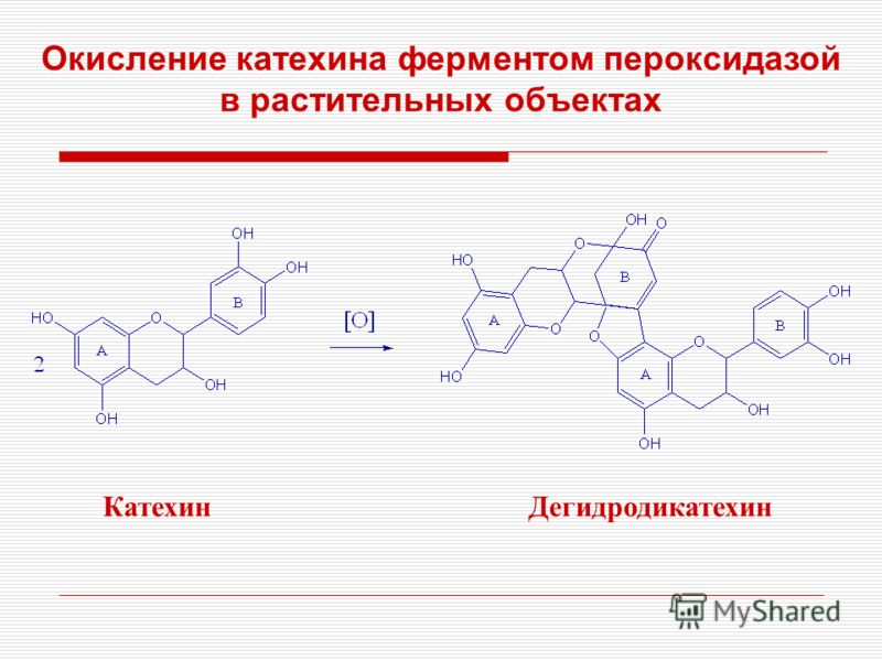 КатехинДегидродикатехин Окисление катехина ферментом пероксидазой в растительных объектах