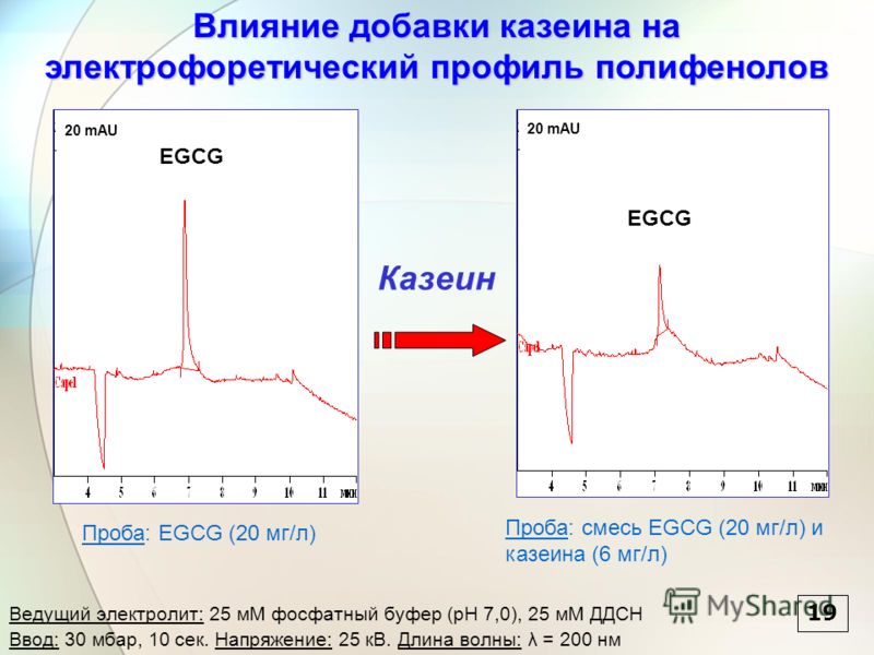 19 20 mAU EGCG Казеин Влияние добавки казеина на электрофоретический профиль полифенолов 20 mAU EGCG Ведущий электролит: 25 мМ фосфатный буфер (pH 7,0), 25 мМ ДДСН Ввод: 30 мбар, 10 сек. Напряжение: 25 кВ. Длина волны: λ = 200 нм Проба: EGCG (20 мг/л