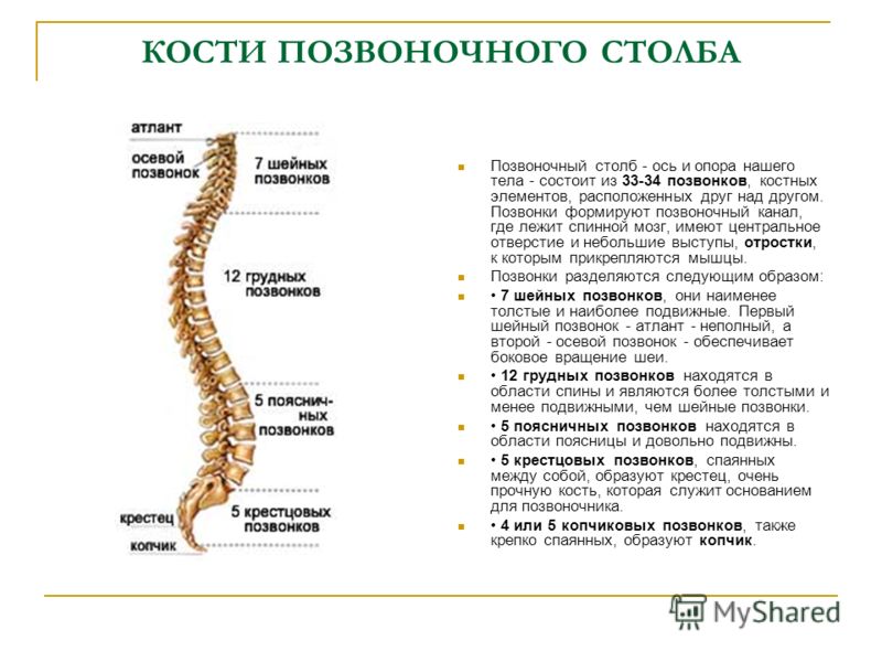 Позвоночник другим словом Позвоночник другим словом