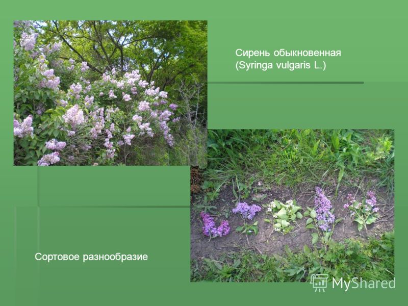 Сирень обыкновенная (Syringa vulgaris L.) Сортовое разнообразие