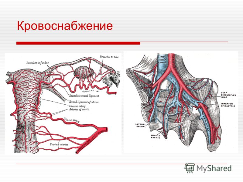 Вены Аркуатного Сплетения