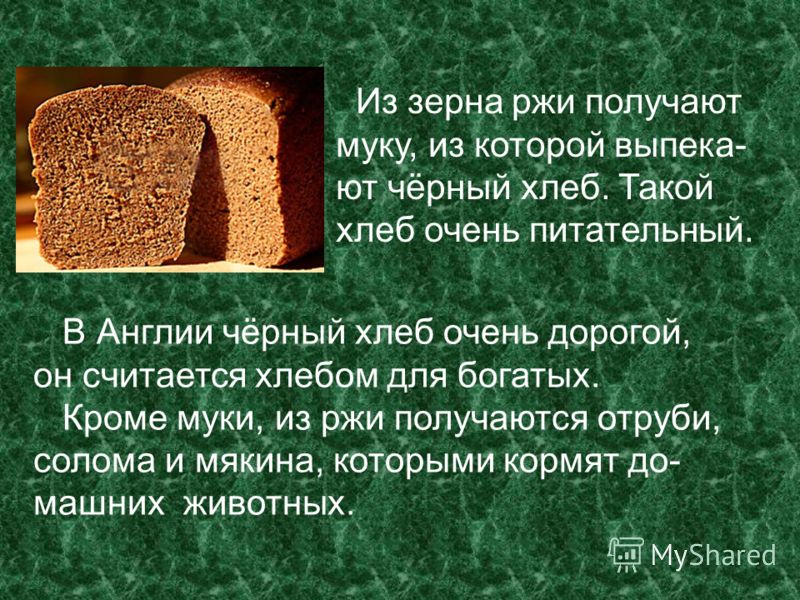 Из зерна ржи получают муку, из которой выпека- ют чёрный хлеб. Такой хлеб очень питательный. В Англии чёрный хлеб очень дорогой, он считается хлебом для богатых. Кроме муки, из ржи получаются отруби, солома и мякина, которыми кормят до- машних животн