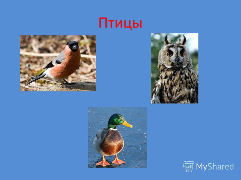 Птицы