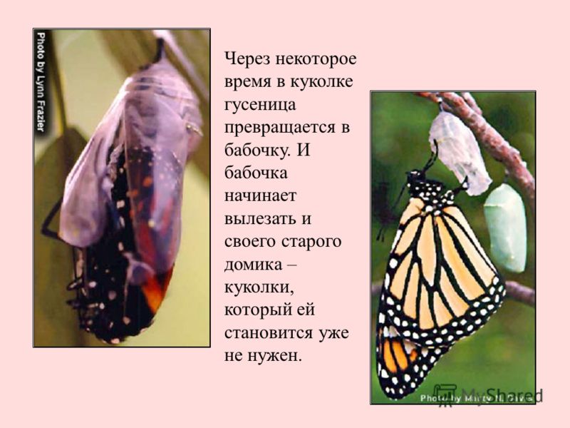 butterfly transformations essay Our photo essay captures part of the journey monarch butterflies amazing migration to mexico cgtn america monarch butterfly transformation:. butterfly transformations essay Our photo essay captures part of the journey monarch butterflies amazing migration to mexico cgtn america monarch butterfly transformation:.