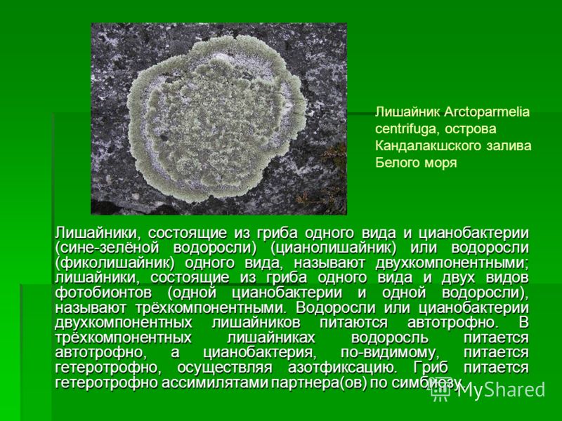 Телом лишайника называют Телом лишайника называют