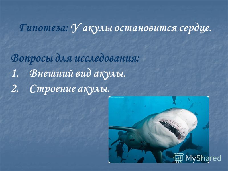 Гипотеза: У акулы остановится сердце. Вопросы для исследования: 1.Внешний вид акулы. 2.Строение акулы.