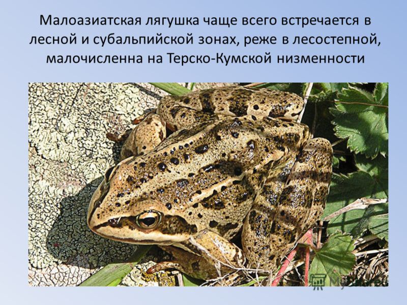 Малоазиатская лягушка чаще всего встречается в лесной и субальпийской зонах, реже в лесостепной, малочисленна на Терско-Кумской низменности