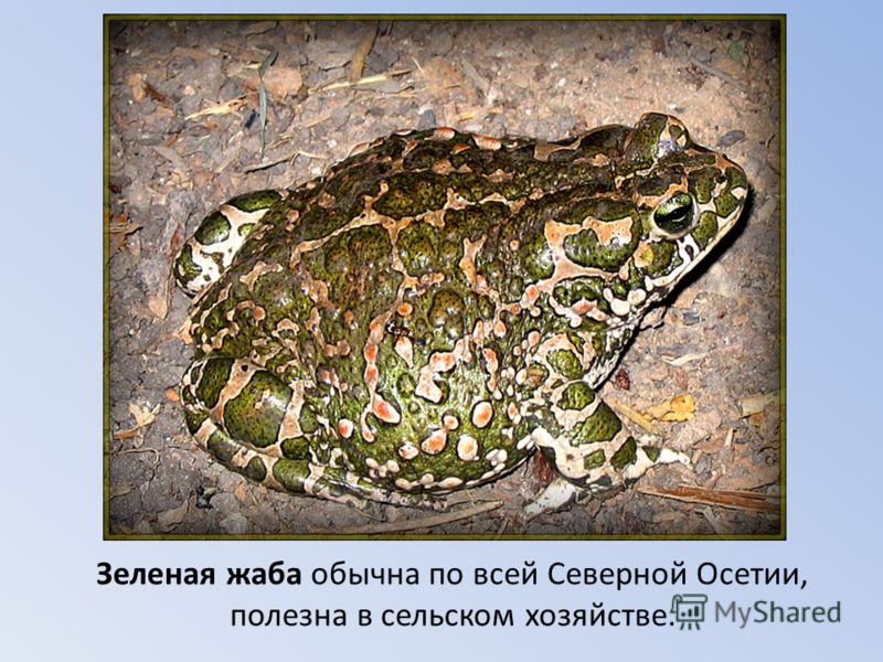 Зеленая жаба обычна по всей Северной Осетии, полезна в сельском хозяйстве.