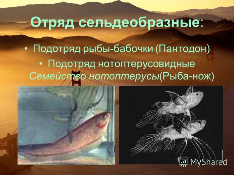 Отряд сельдеобразные: Подотряд рыбы-бабочки (Пантодон) Подотряд нотоптерусовидные Семейство нотоптерусы(Рыба-нож)