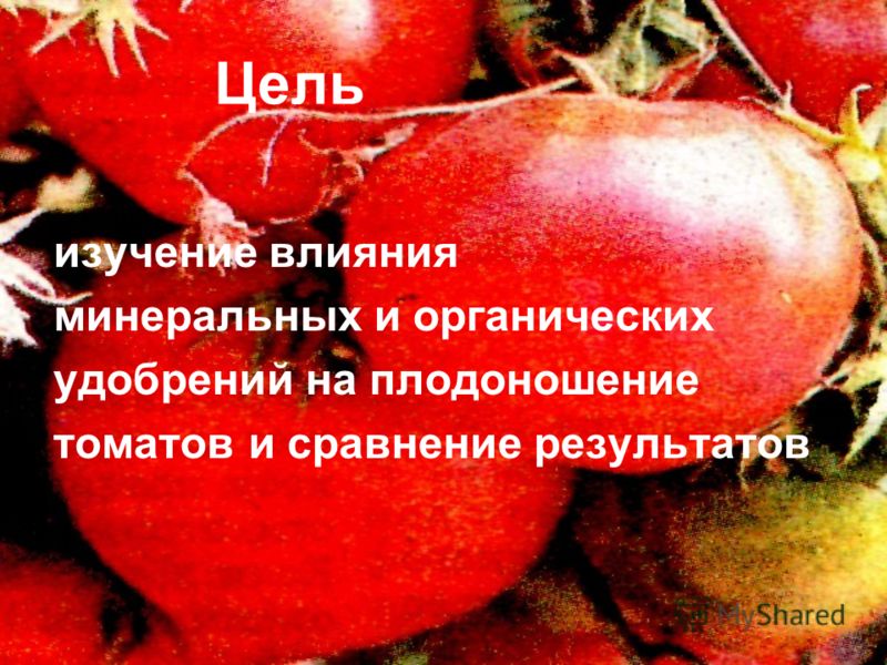 Цель изучение влияния минеральных и органических удобрений на плодоношение томатов и сравнение результатов