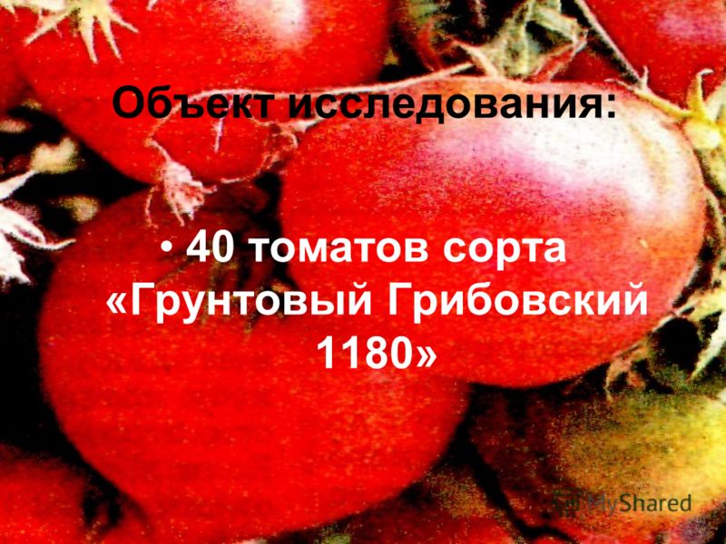 Объект исследования: 40 томатов сорта «Грунтовый Грибовский 1180»