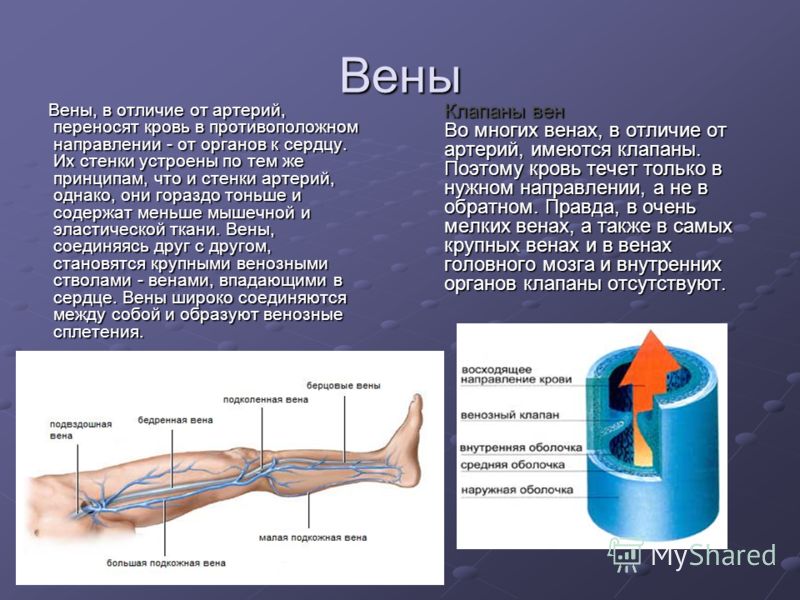 Курение и варикозное расширение вен