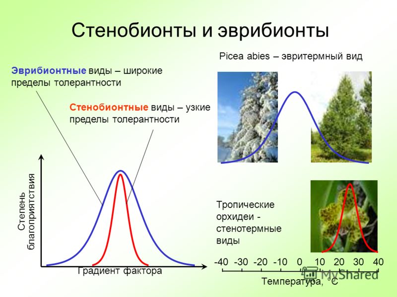 Аутэкология презентация