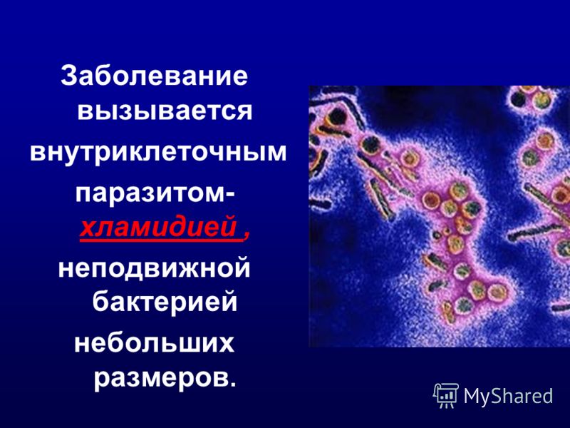 Реферат: Хламидии и хламидиоз Реферат: Хламидии и хламидиоз