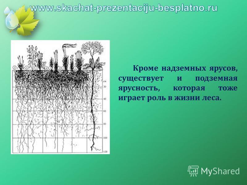 Ярус трав