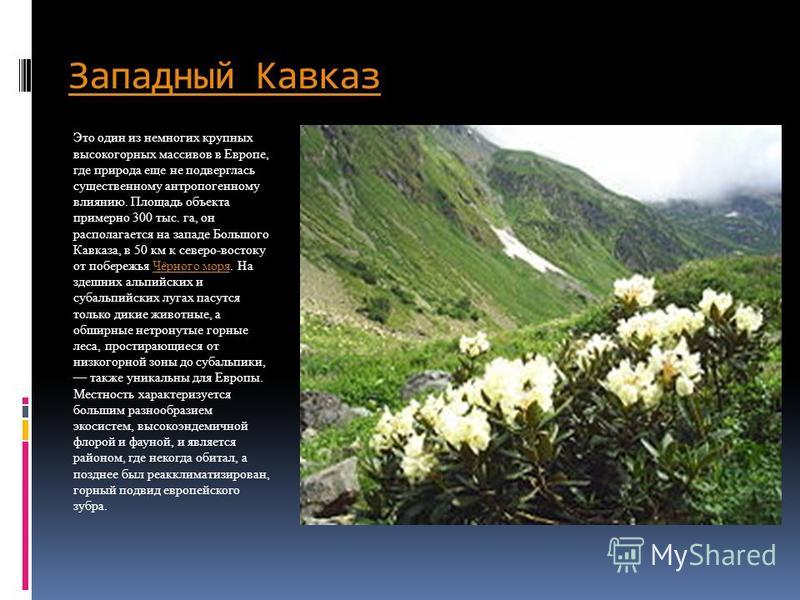 Западный кавказ презентация - Basanova.ru