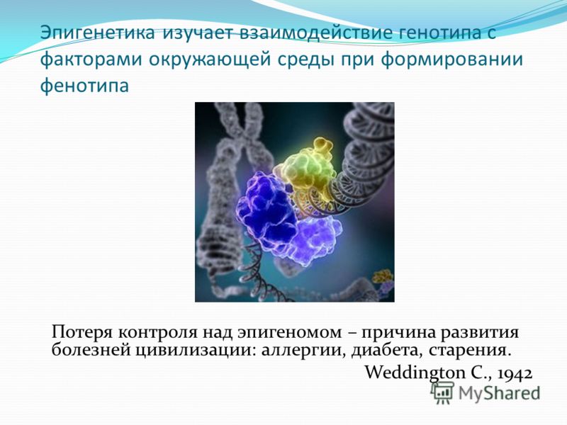 Эпигенетика изучает взаимодействие генотипа с факторами окружающей среды при формировании фенотипа Потеря контроля над эпигеномом – причина развития б