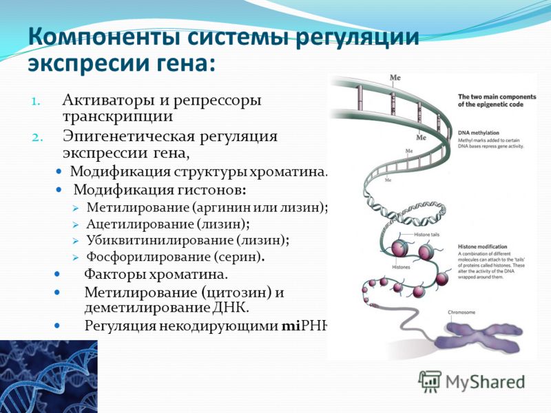 Компоненты системы регуляции экспресии гена: 1. Активаторы и репрессоры транскрипции 2. Эпигенетическая регуляция экспрессии гена, Модификация структу