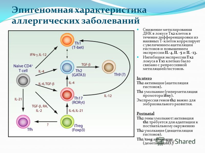 Снижение метилирования ДНК в локусе Тx2 клеток в течение дифференцировки из наивных Т-клеток коррелирует с увеличением ацетиляции гистонов и повышение