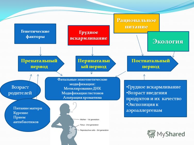 Пренатальный период Перинатальн ый период Постнатальный период Генетические факторы Грудное вскармливание Рациональное питание Экология Возраст родите