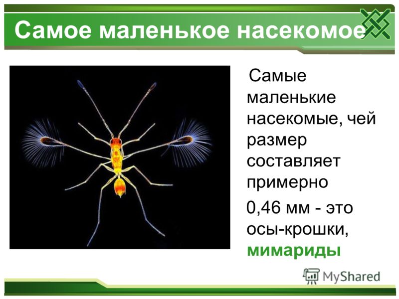 Мурманская Область Презентация Мурманская Область Презентация