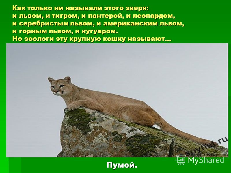 доклад на темутема природы в лирике лермонтова