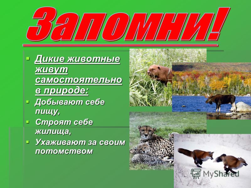 Небесный рыцарь читать онлайн